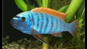 Labeotrofius trevavas: obsah, kompatibilita, chov, fotografie